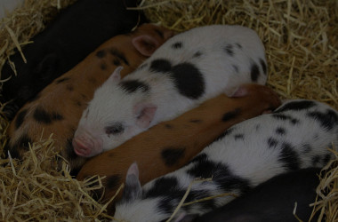 piglets-1010802_1280