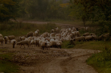 sheep-974761_1280