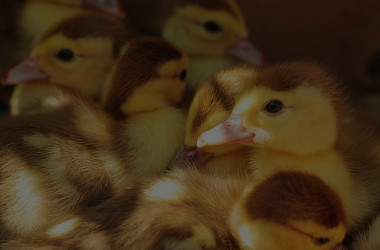 ducklings-984298_1280